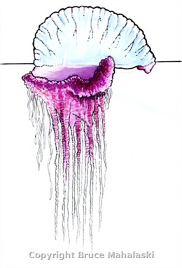049 - Portuges Man of War Jellyfish - Picture